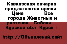 Кавказская овчарка -предлагаются щенки › Цена ­ 20 000 - Все города Животные и растения » Собаки   . Курская обл.,Курск г.